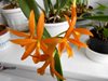 Bpl. Golden Peacock